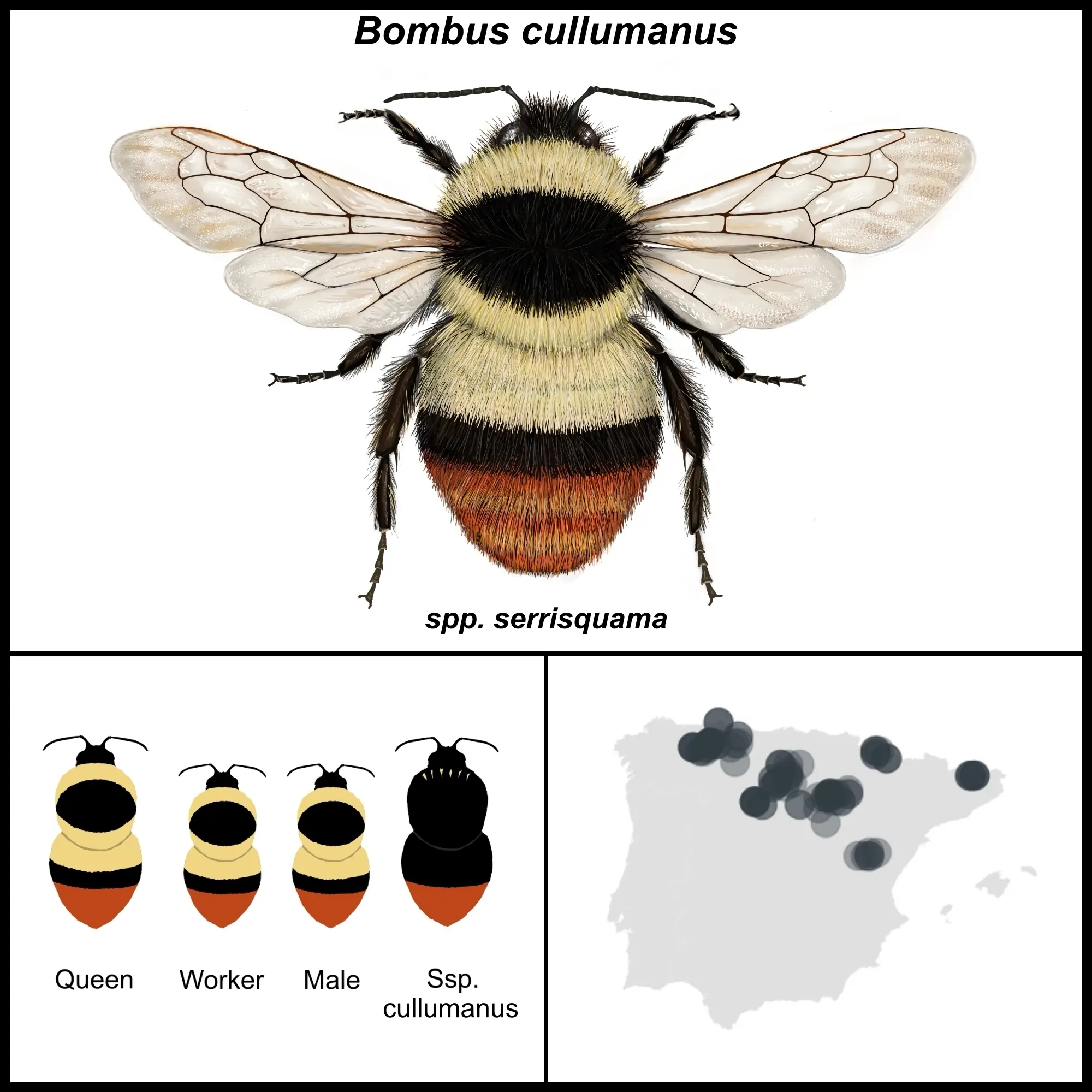 Bombus cullumanus