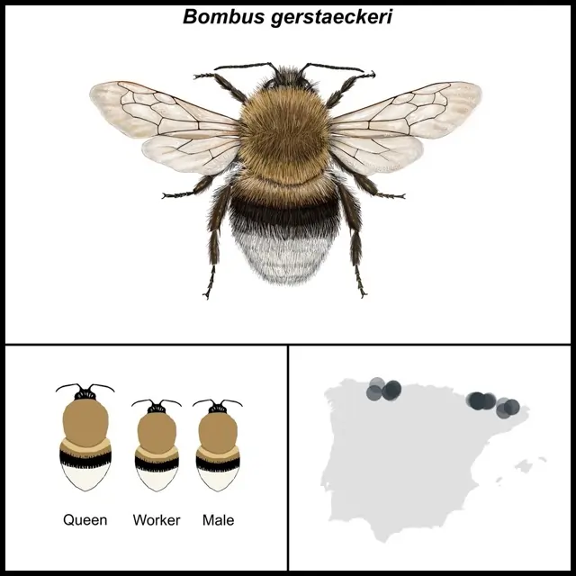 Bombus gerstaeckeri