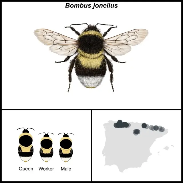 Bombus jonellus