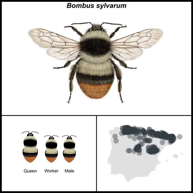 Bombus sylvarum